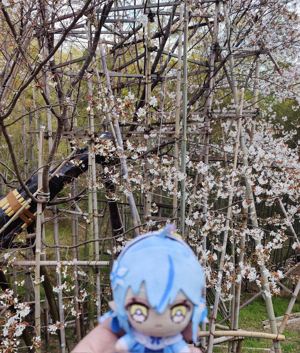 Cera_dys's tweet photo. 伏見稲荷大社に行ってきました。美しくて神聖な場所を登れて、とても幸せな気持ちになりました ⛩️🌸
毎日私に幸せをくれる、とても可愛いラミィちゃんのために絵馬を書いてきました。🙏
ずっと大好きだよ ! ❤️ https://t.co/1DIVWMaITD