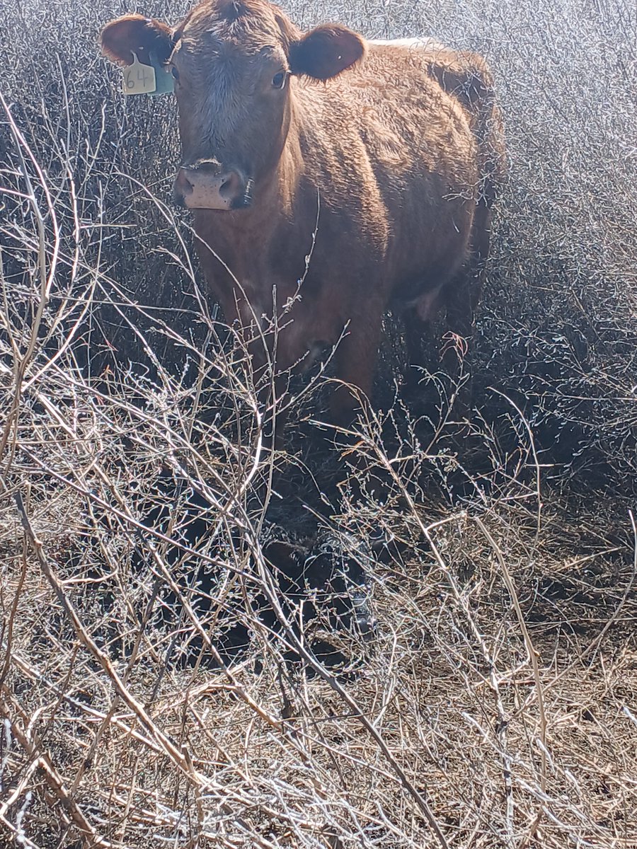 TheDailyCowman's tweet photo. There was no need for it this spring because it has been so nice weather
But I fight the "weed" board every summer about this kochi
A good cow calves in some good dry wind protected cover
Yes there is a newborn in there and no I am not going to F with it
#SpringCalving2025 https://t.co/OiZsrTdw4Z