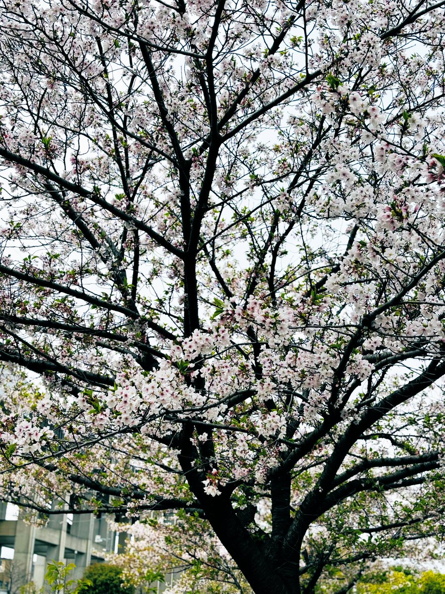 花より牛丼🌸
#女牛丼ランチ
#もう葉桜
#すき家