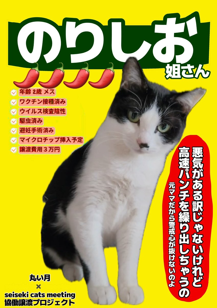somasomaneko's tweet photo. いよいよ明日は、ゆめちゃんとのりしお姐さんのデビュー
シャー猫好きな方の目にとまりますように🙏

明日の譲渡会(｡˃ ᵕ ˂ )ﾉﾞがんばろ✧*｡ https://t.co/pnDeKqErXu