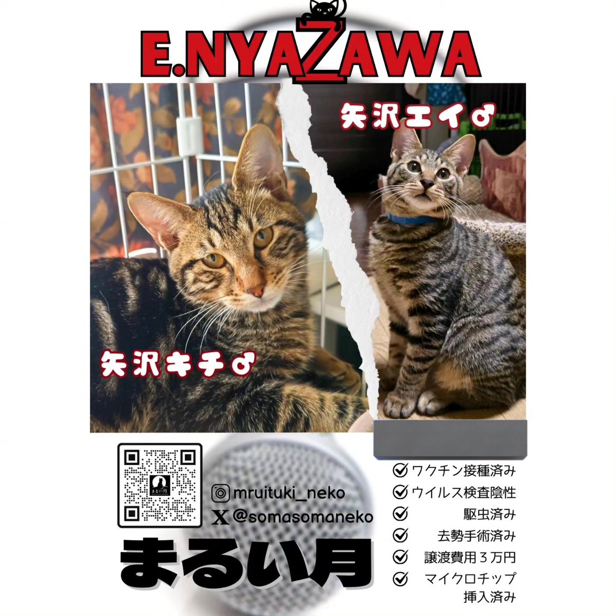somasomaneko's tweet photo. いよいよ明日は、ゆめちゃんとのりしお姐さんのデビュー
シャー猫好きな方の目にとまりますように🙏

明日の譲渡会(｡˃ ᵕ ˂ )ﾉﾞがんばろ✧*｡ https://t.co/pnDeKqErXu