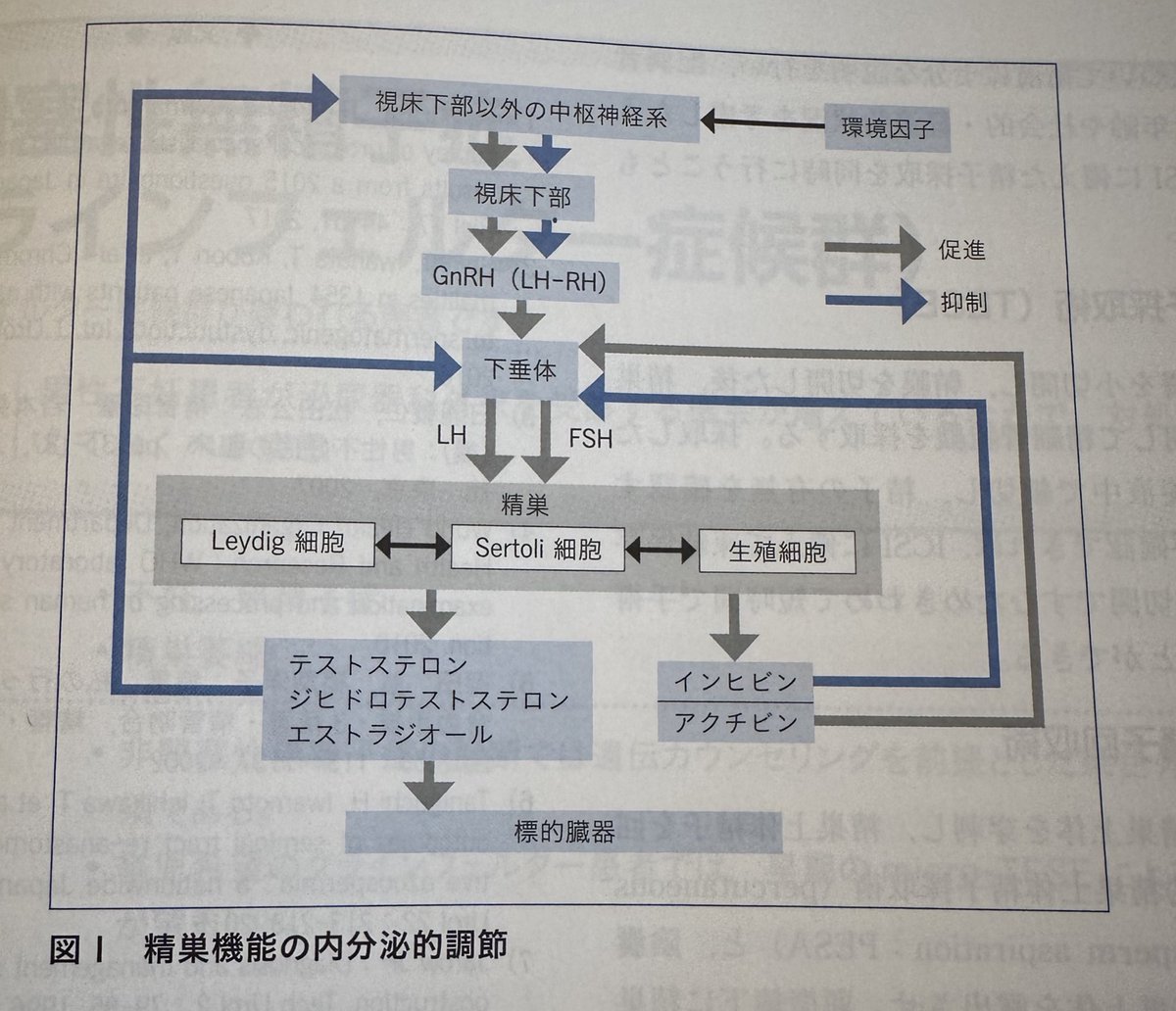 無精子症は精子の通過路が閉塞ないしは欠損している「閉塞性無精子症」と、精巣での精子形成がないか非常に少ないため射精液中に精子の存在しない「非閉塞性無精子症」に大別される”。閉塞性無精子症と非閉塞性無精子症の鑑別は、病歴、精巣容積，精巣上体の腫大、閉塞部位の触知、内分泌検査により行