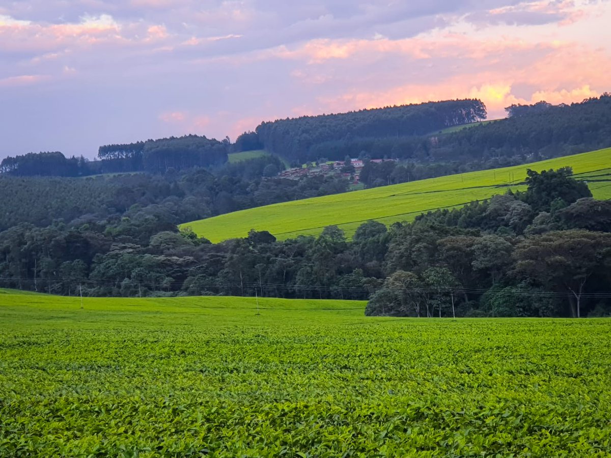 Chepkirui87__'s tweet photo. Can't get enough of Kericho 🤭so cool 💚
Good morning nature lovers !💚 https://t.co/VLMqPwPDvI
