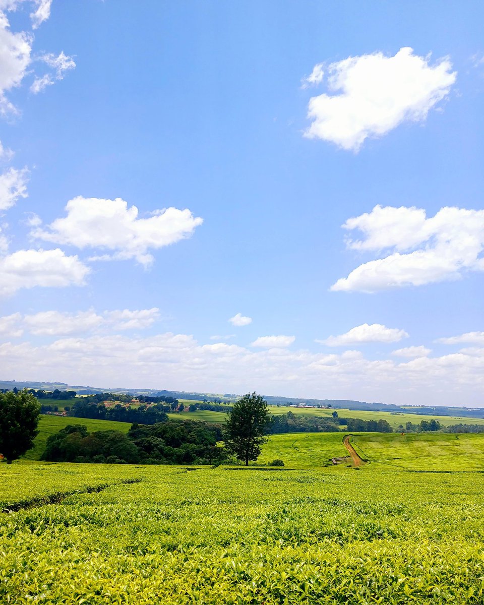 Chepkirui87__'s tweet photo. Can't get enough of Kericho 🤭so cool 💚
Good morning nature lovers !💚 https://t.co/VLMqPwPDvI