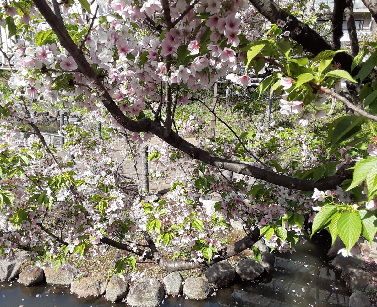 Chinoen_jp's tweet photo. 葉桜も素敵🌸

#葉桜
#花筏
#ちのえん
#LisBo https://t.co/sZR650KpZe