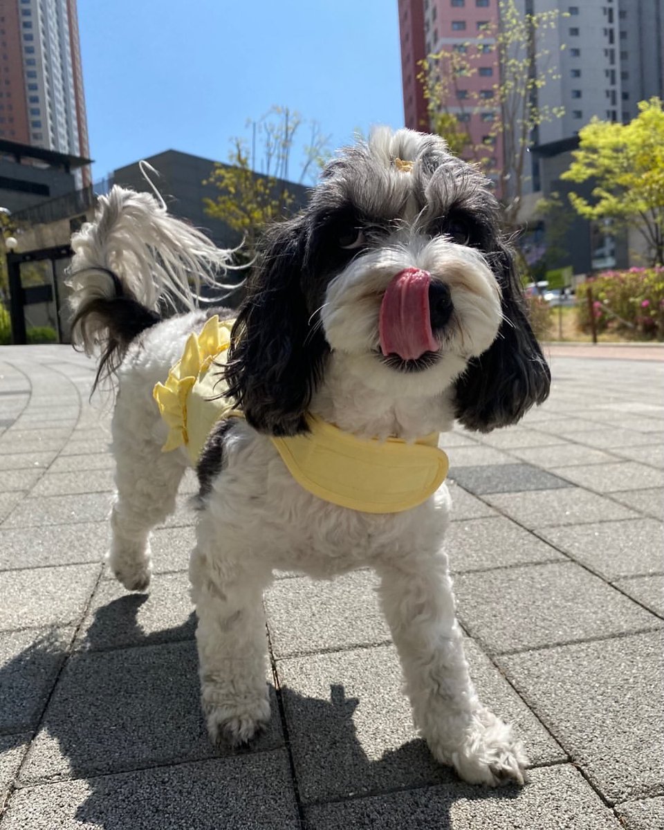 hello seolie! 💛🌼