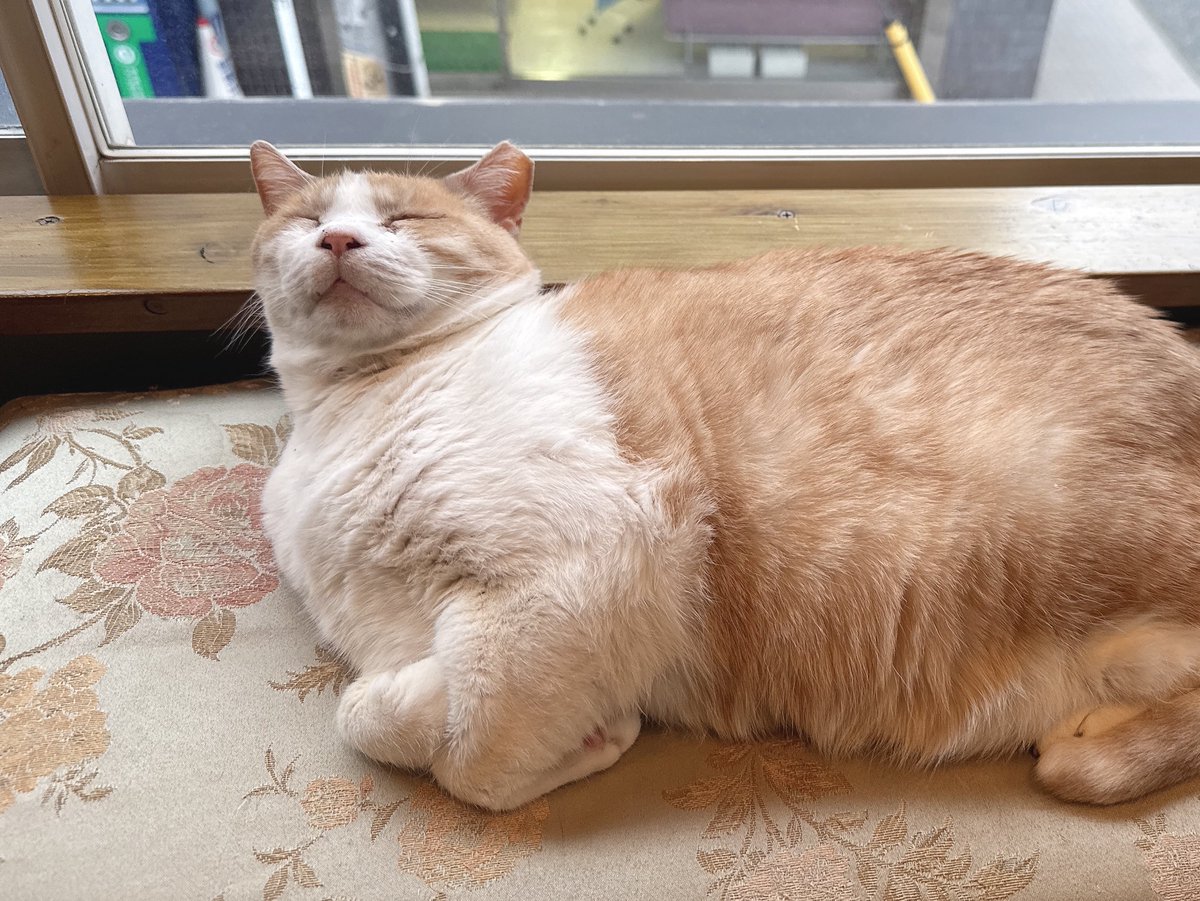 昨日行った保護猫カフェで推しができた。写真は全部同じ子。あまりにも可愛いね