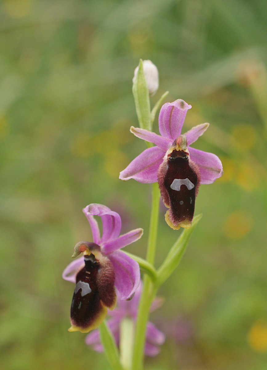 GreentoursUK's tweet photo. Yesterday was the last day of the #Sicily tour, time to say goodbye to the orchids, wildflowers, birds… of this Mediterranean island and to the super excellent Feudo Bauly https://t.co/mFHCuZY9Ma. We’ll sure be back next year! https://t.co/2CYrjtRFCi