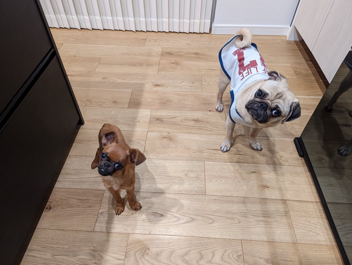 ルンタとビノ tweet media