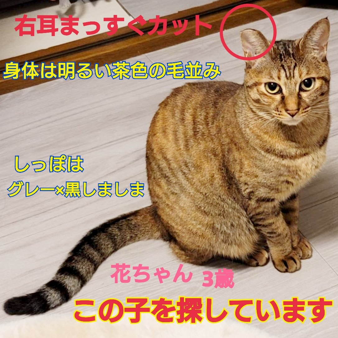 猫を探しています。花ちゃん3歳。麦わら猫または、茶系のキジトラ。横浜市金沢区富岡東の自宅から私の不注意で外に出てしまい、今日で１年です。手がかりなくずっと探しています。皆さまいつも拡散のご協力ありがとうございます。
#猫を探しています 
#拡散希望 
#リポストお願いします 
#横浜市金沢区