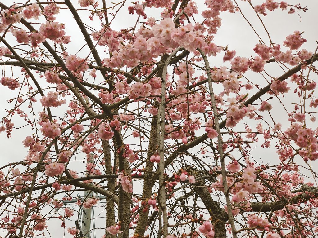 I11966's tweet photo. 枝垂れ桜　侘助　
クリスマスローズ https://t.co/TTObYhYhlW