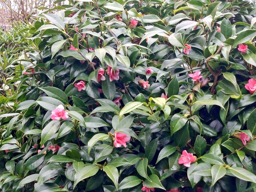 I11966's tweet photo. 枝垂れ桜　侘助　
クリスマスローズ https://t.co/TTObYhYhlW