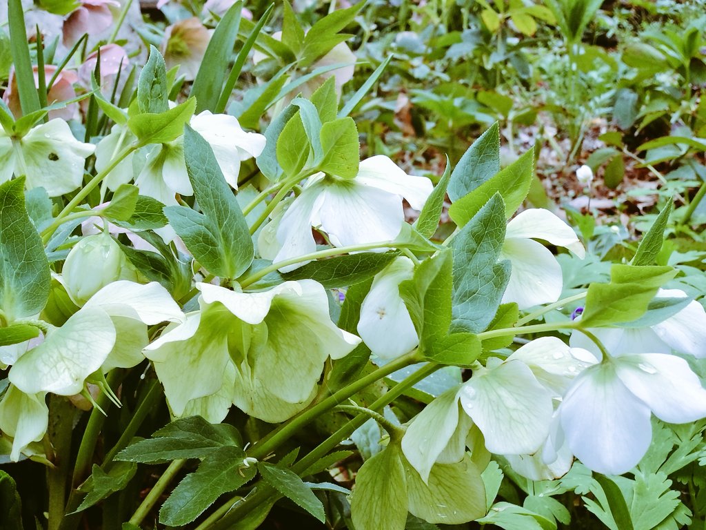 I11966's tweet photo. 枝垂れ桜　侘助　
クリスマスローズ https://t.co/TTObYhYhlW
