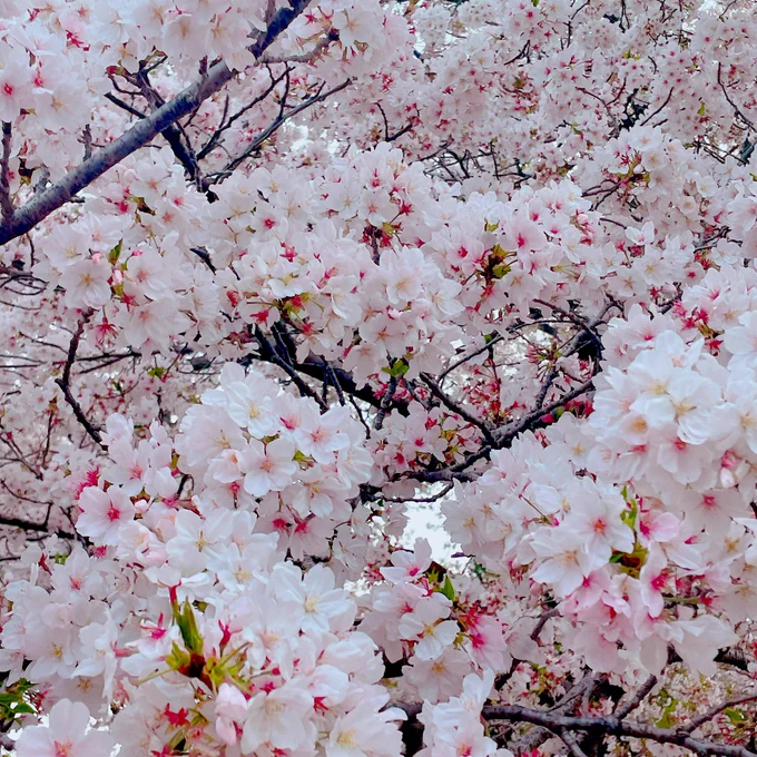 近所の桜!
