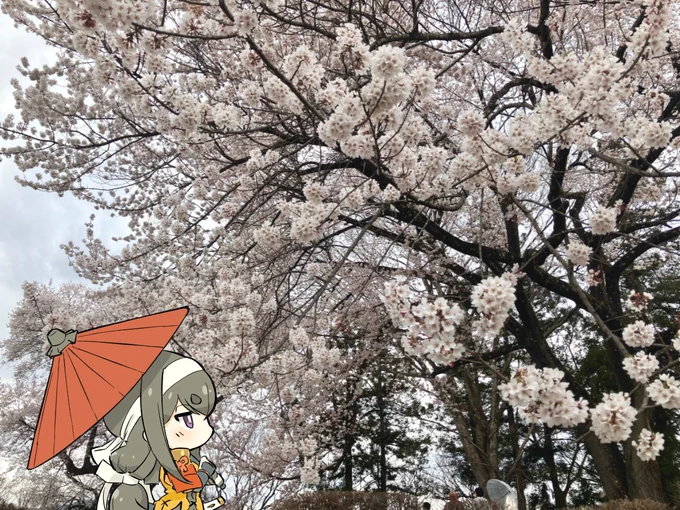 機嫌は如何じゃ皆の衆 本日の沼田は曇り空…時折ぱらりと雨も落ちておる 一時は雷も鳴っておったのぅ 春雷というやつか 御殿桜は見事に満開となったが 花散らしの雨とならぬことを願うばかりじゃ 本日も各々 抜かりなく参るのじゃぞ