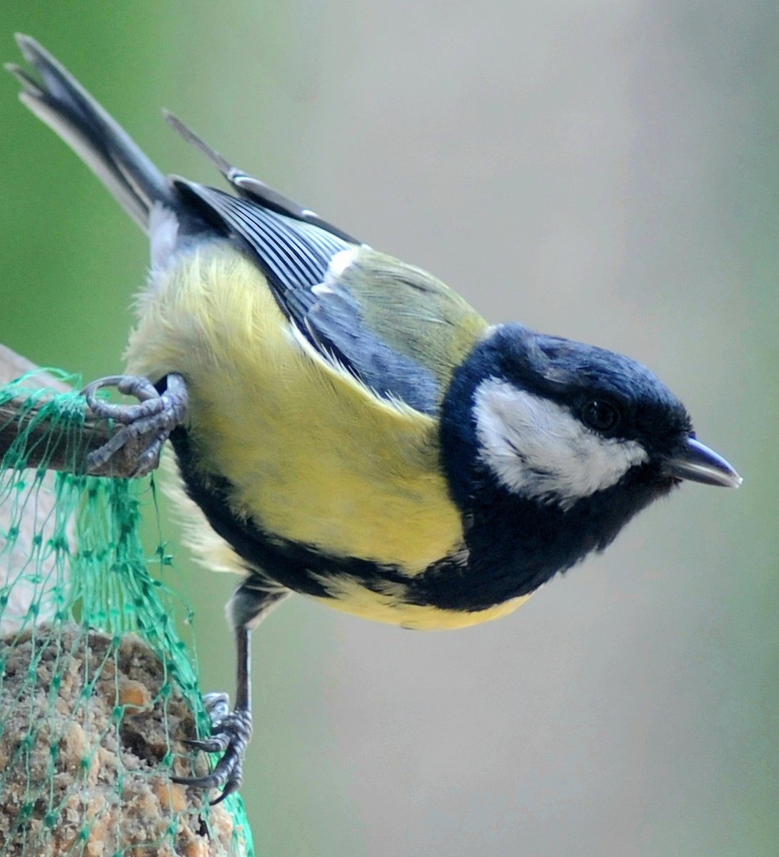 cojeprawda's tweet photo. Good morning ☕️🐦
#backyardphotography #birdphotography #birds #wildlifephotography #NaturePhotography https://t.co/WZkWdOjkPc