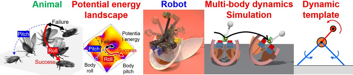 lichen98's tweet photo. Podcast - Dynamic Ground Self-Righting: Principles in Animals and Robots:
https://t.co/di1RhB8CaA
Learn more at: https://t.co/P1UH9KID6l https://t.co/RhTNyAakhW