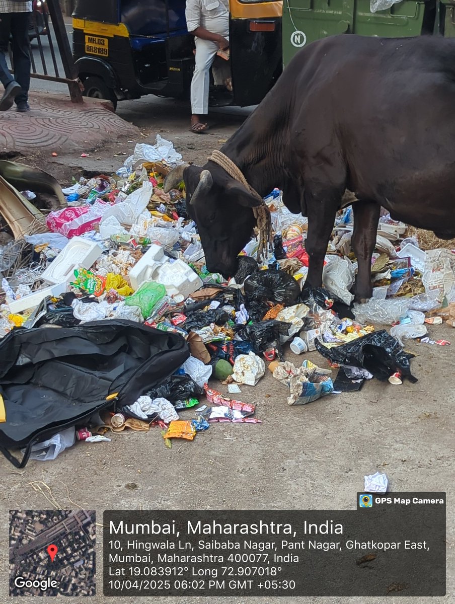 princejaininc's tweet image. Despite @mybmc response, the situation remains the same. Overflowing garbage &amp;amp; cows still feeding on waste behind @mybmcWardN Office, Ghatkopar.

Is this how the government treats our 'Rajmata'?

@maha_governor @CMOMaharashtra @INCMumbai @VarshaEGaikwad @SDPatil_16

#SaveCows