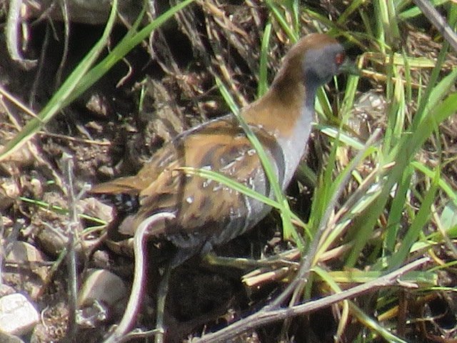 One of three Little Crakes and my first Baillons since 1999 at Agua Varvara yesterday. Cyprus is an excellent birding destination!