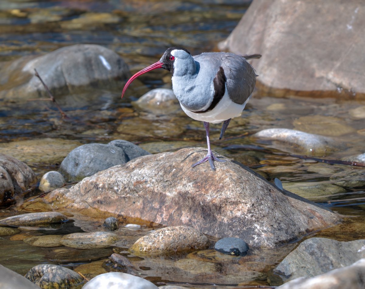 devasar's tweet image. Touchdown and Takeoff – Birding Bhutan Style
You know you&apos;re in a bird-rich country when you spot an Ibisbill within three minutes of leaving the airport. Bhutan didn’t disappoint — and neither did the Paro River. We had two birds within 30 minutes of landing.