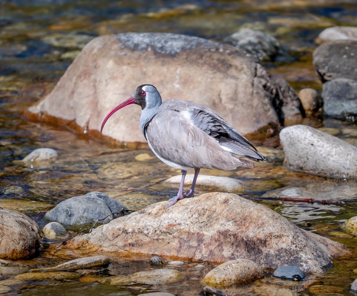 devasar's tweet image. Touchdown and Takeoff – Birding Bhutan Style
You know you&apos;re in a bird-rich country when you spot an Ibisbill within three minutes of leaving the airport. Bhutan didn’t disappoint — and neither did the Paro River. We had two birds within 30 minutes of landing.