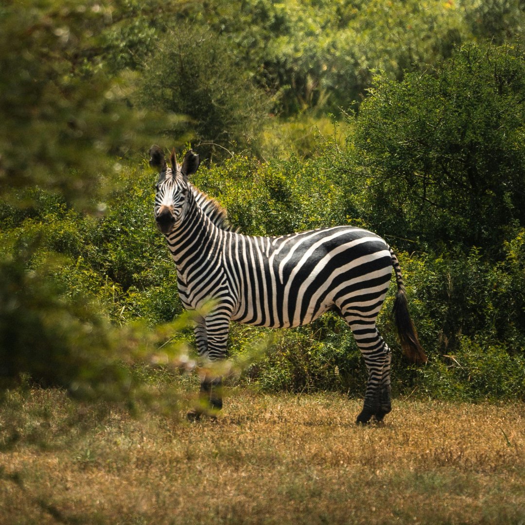 AfricanExotic25's tweet image. Leave behind only footprints, carry home a heart full of memories. 👣✨

#ChasingExperiences #MeaningfulTravel #AfricaExoticHolidays #WanderMore