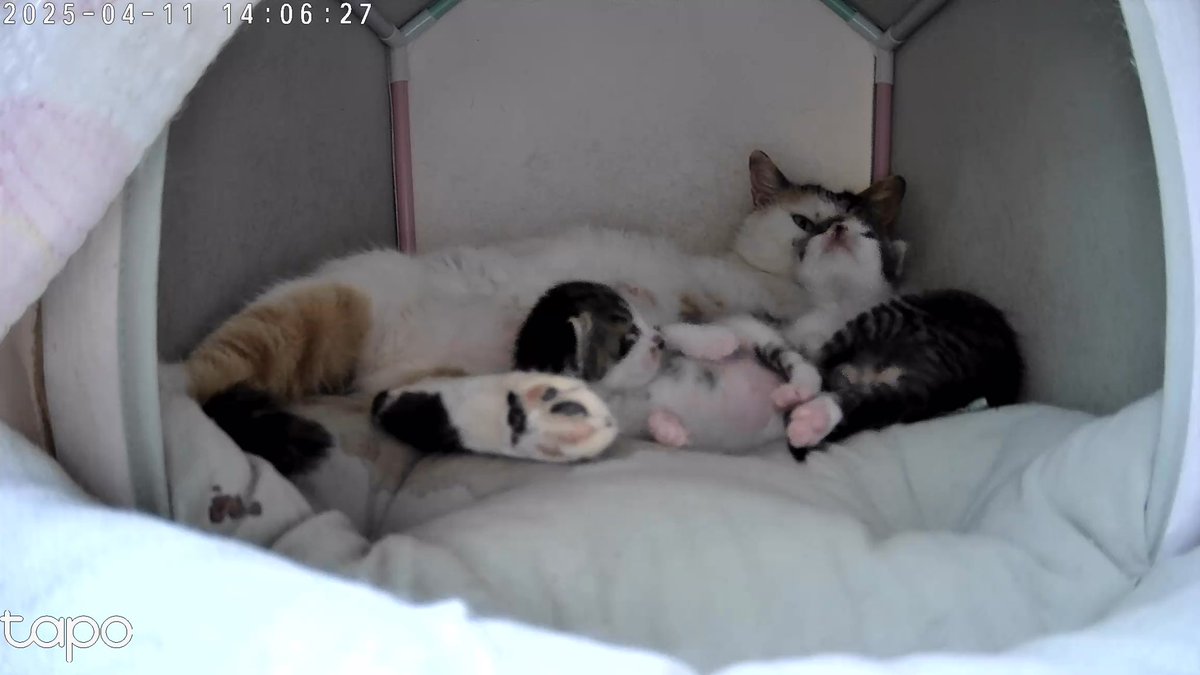 리콩이와 애기들(콜롬보, 도일이, 베르무트, 아가사) 입양 문의가 단 하나도 없어요. 부디 노션을 통해 입양 신청 들어오길 함께 응원해주세요!! #고양이 #코숏 #입양 #보광동고양이 

azure-goldfish-b52.notion.site/192afadb532780…