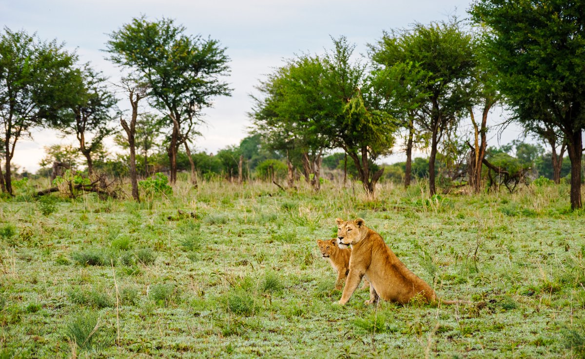 Bright morning in Serengeti 🌅🐘
Golden light, gentle wild calls, and stillness that speaks louder than words.
This is how the wild wakes up.
#Serengeti #TanzaniaTravel #SafariMorning #IntoTheWild #AfricanSunrise #MagicalTanzania