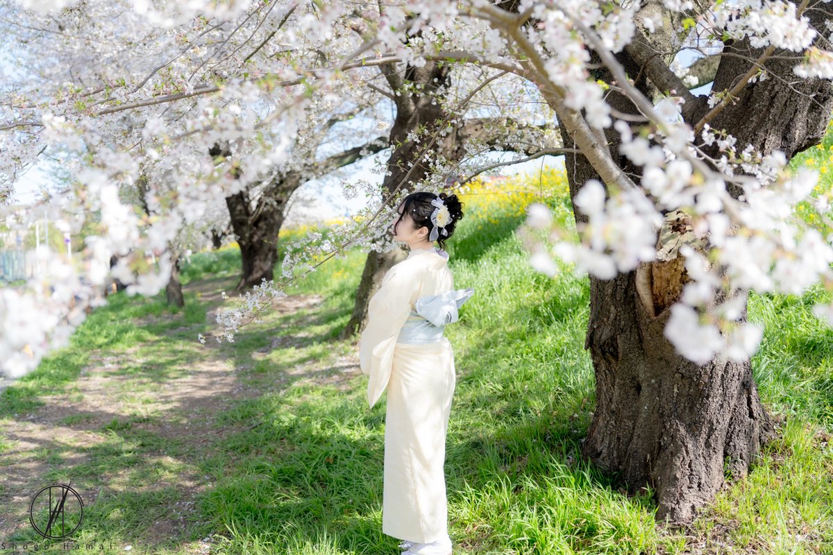ShogoHamai's tweet photo. #桜ポートレート https://t.co/pCGSVjyNhO