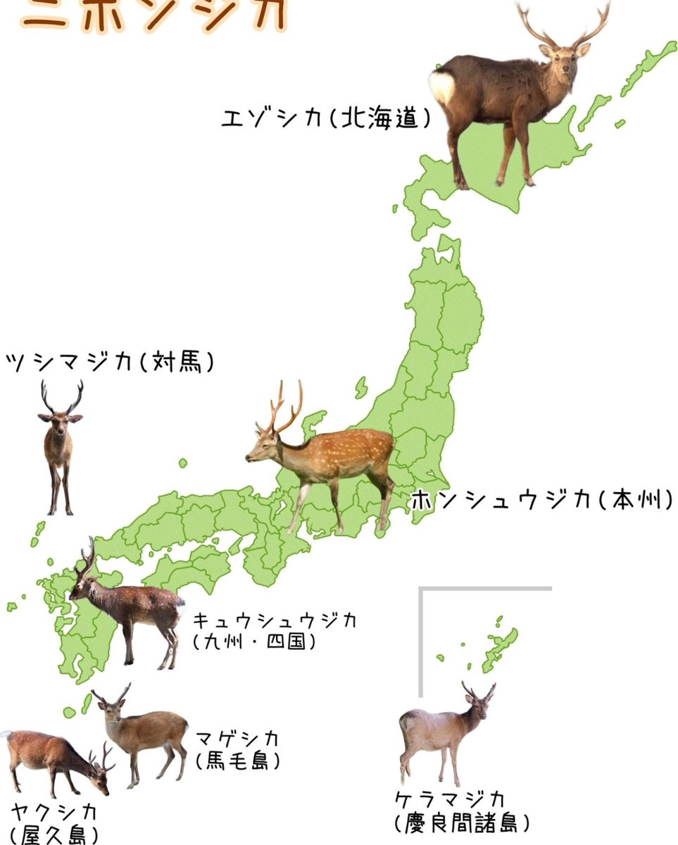 毒を吐く鹿 on X