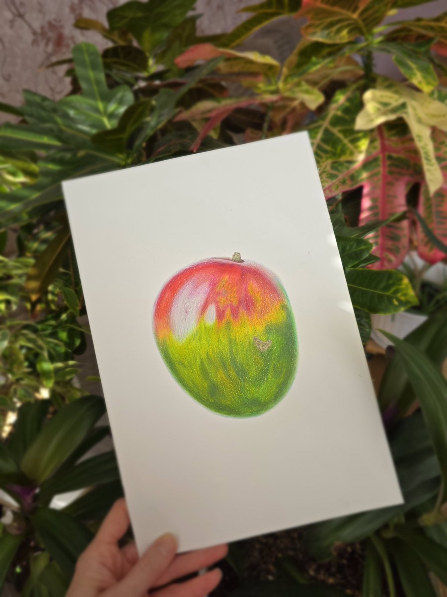 🥭🥭🥭
Mangoes are my very favorite fruit 😋
What's yours?

#drawing 
#pencilart
#mangoes
#botanicalart
#ukcps