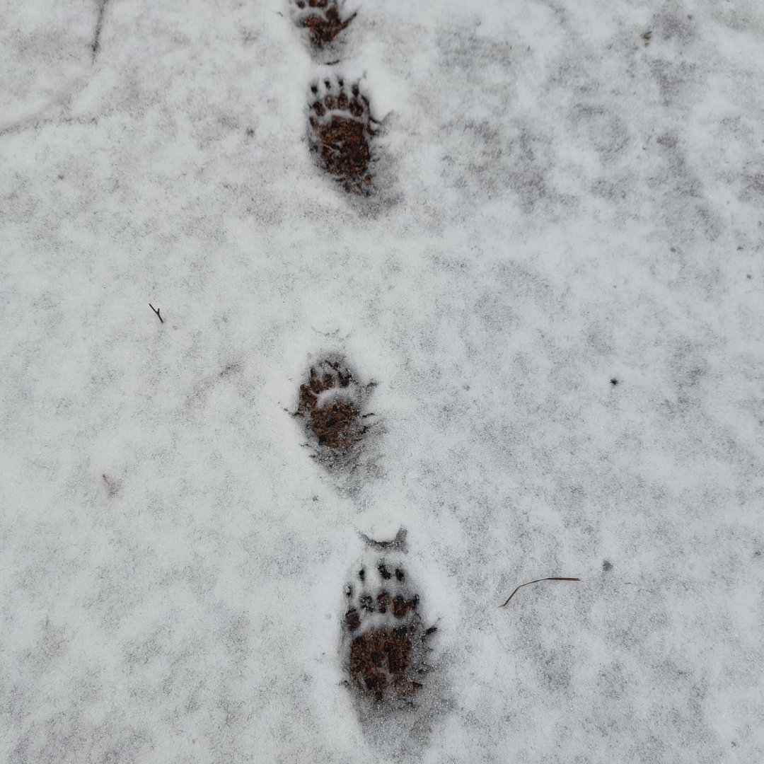 Vesa Kärhä tweet media