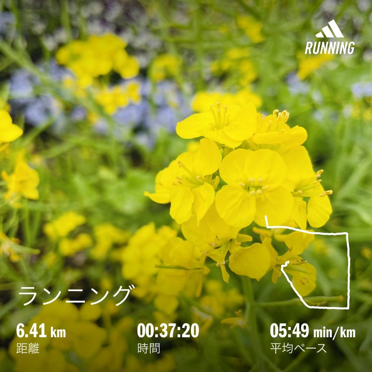 micocoki's tweet photo. #こんにちは
#昼活
#しごおわラン
#菜の花 まだまだ綺麗
#桜 は大分散ってますね
でも来年を楽しみにしよう https://t.co/JIdCyGQTDX