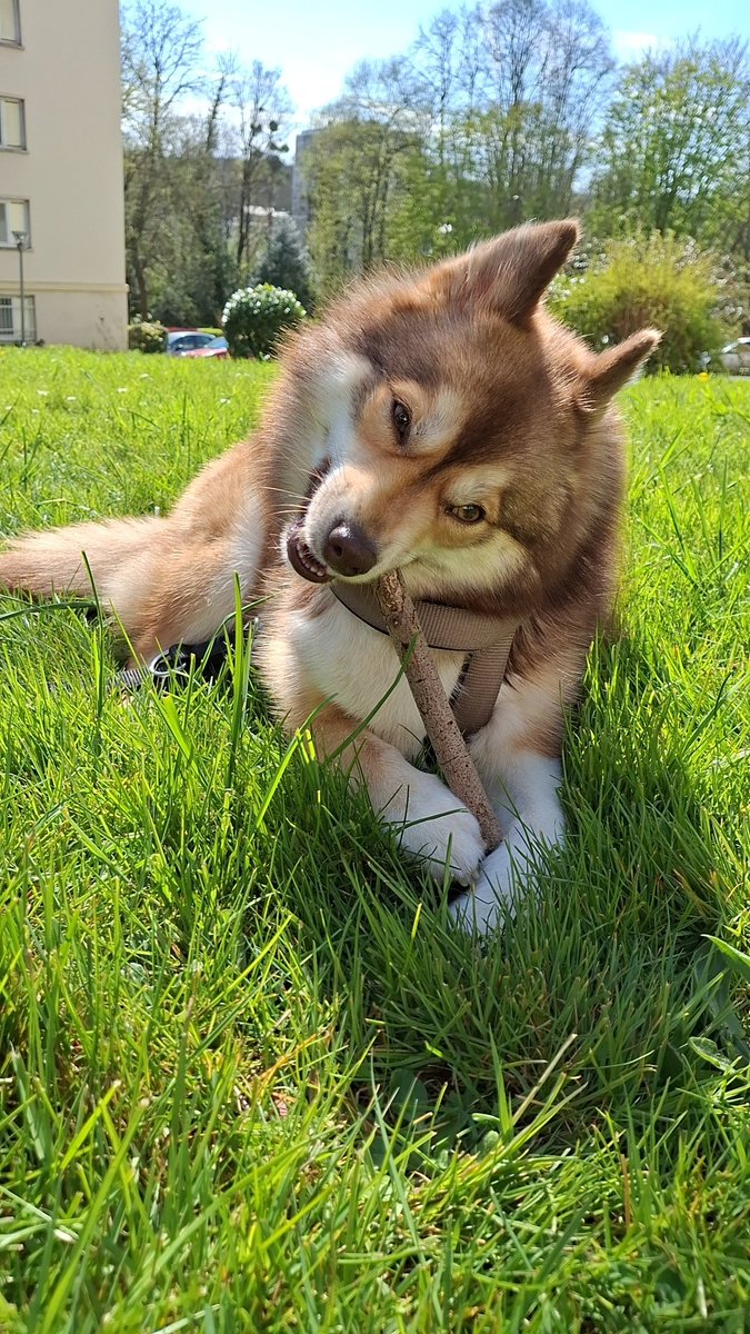 Nalapomsky's tweet photo. Coucou les amis!

Je me présente, je m'appelle Nala j'ai 2 ans et demi et je suis une Pomsky.
Je vis entre Paris 🇨🇵 et Málaga 🇪🇦.
J'adore sortir me promener, jouer avec les copains mais j'adore aussi les bâtons, les jouets qui font pouet et les chaussettes 😂
Et toi présente toi! https://t.co/mSy8lrExyV