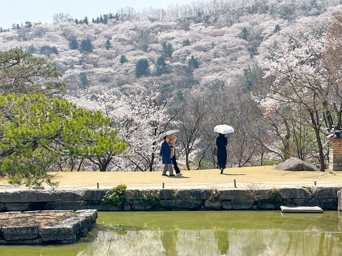 countrymoused's tweet photo. 호암미술관의 벚꽃산(?) 이런 건 처음 본다 https://t.co/qgoYkezSJW