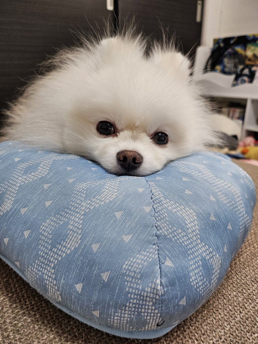 カメラ目線ゆきちゃん😍🐶💕