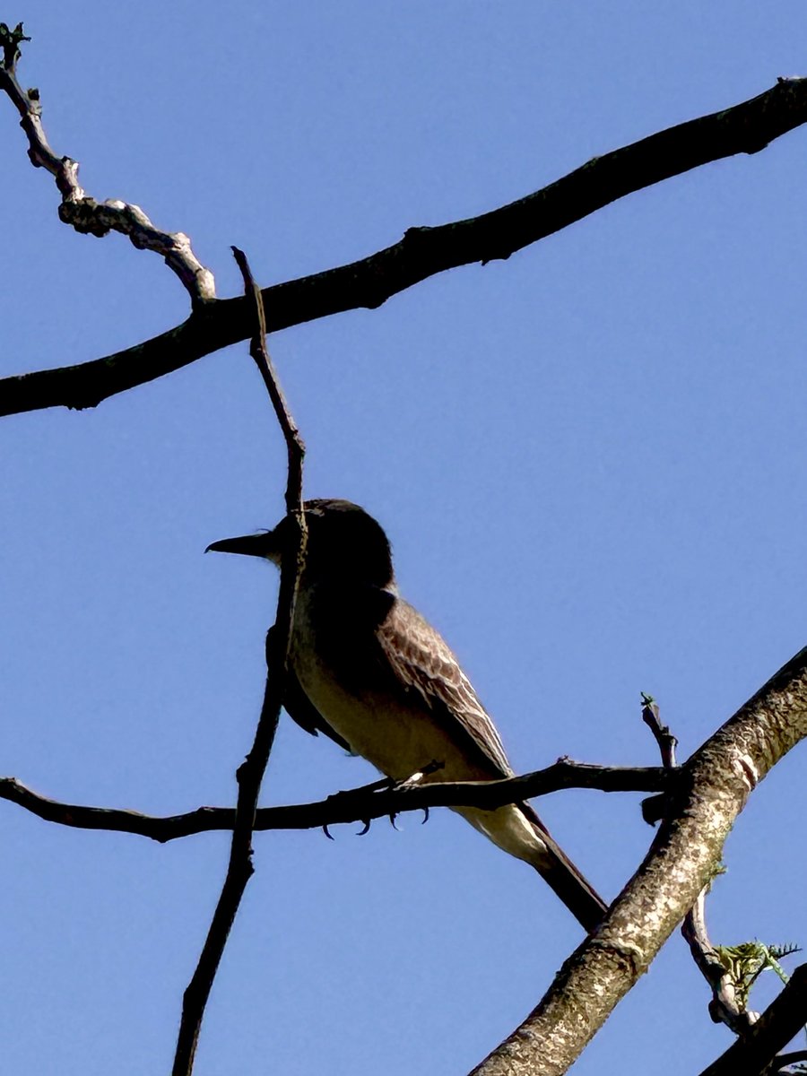 epintadorm's tweet photo. Cute wild bird today 🦅. #mymorning #goodday #nature #wildbird #walkingarea #itsfriday #mypics https://t.co/Oycx0j5vKW
