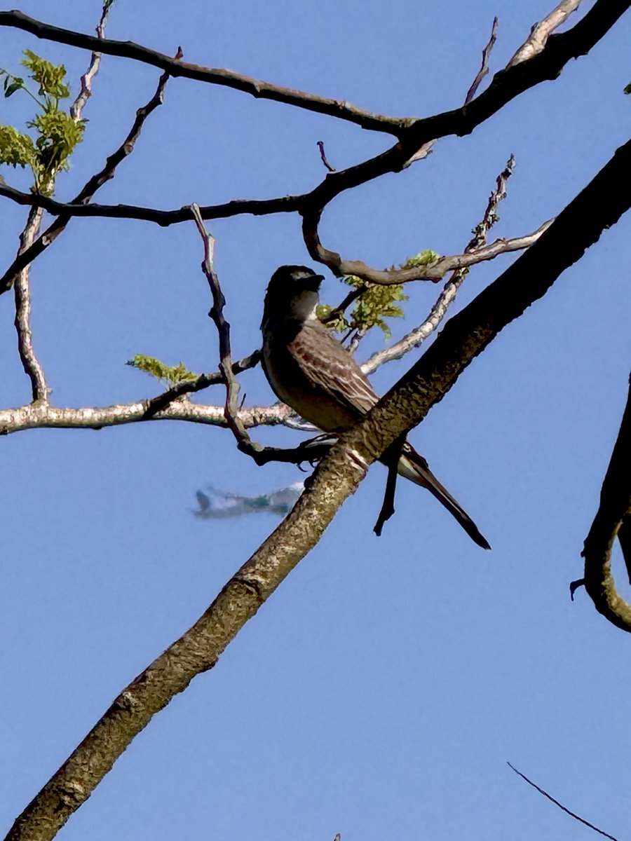 epintadorm's tweet photo. Cute wild bird today 🦅. #mymorning #goodday #nature #wildbird #walkingarea #itsfriday #mypics https://t.co/Oycx0j5vKW