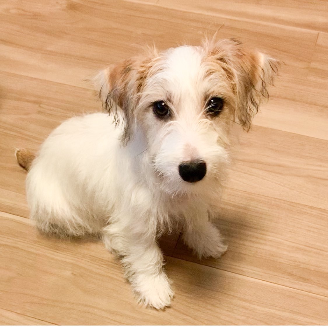 petitnatty's tweet photo. まだ9ヶ月なのでパピちゃんの分類なのかもですが、お迎えから5ヶ月で大きくなりました。
こうやって見ると最初の頭身、赤ちゃんだねぇ。
あらためまして、三太くんです。
#ジャックラッセルテリア #JRT https://t.co/s5PM1vQWT8