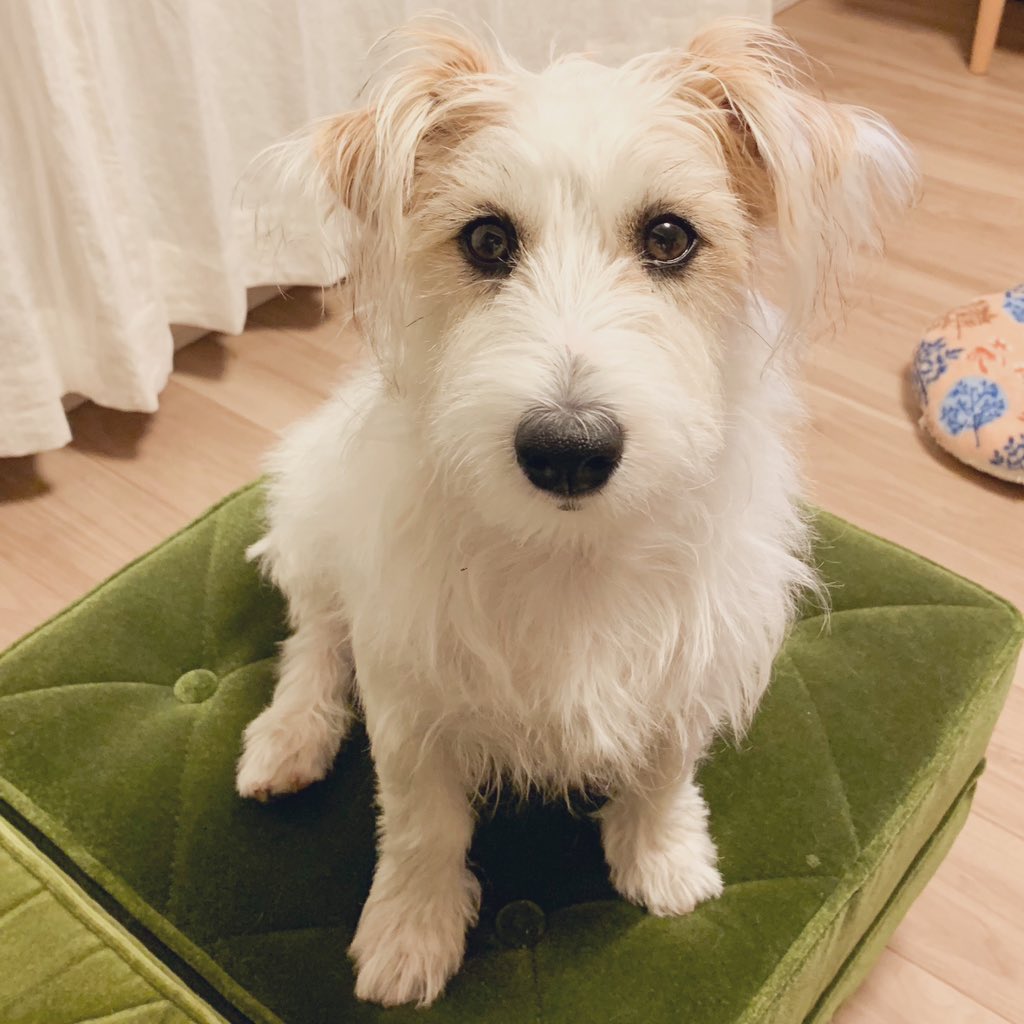 petitnatty's tweet photo. まだ9ヶ月なのでパピちゃんの分類なのかもですが、お迎えから5ヶ月で大きくなりました。
こうやって見ると最初の頭身、赤ちゃんだねぇ。
あらためまして、三太くんです。
#ジャックラッセルテリア #JRT https://t.co/s5PM1vQWT8