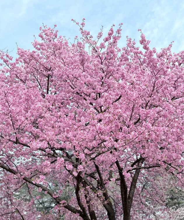 新宿御苑桜リッチです🌸😋