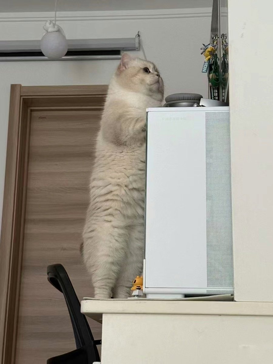 nocontextscats's tweet photo. They are evolving! 😱 https://t.co/TMl6agesIw