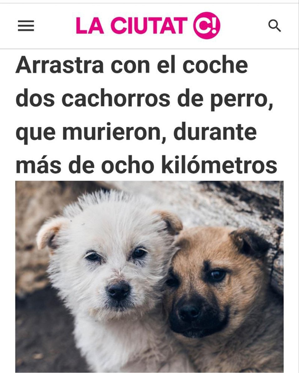 PartidoPACMA's tweet photo. 🐶Dos cachorros, arrastrados hasta la muerte durante 8 km atados a un coche en Cantabria.

👨‍⚖️La responsable se disponía a enterrar a los perros, de solo cuatro meses. Desde PACMA exigimos duras penas de prisión y una justicia que realmente funcione.

❌¡No puede salir gratis! https://t.co/AxJCMjvzcu
