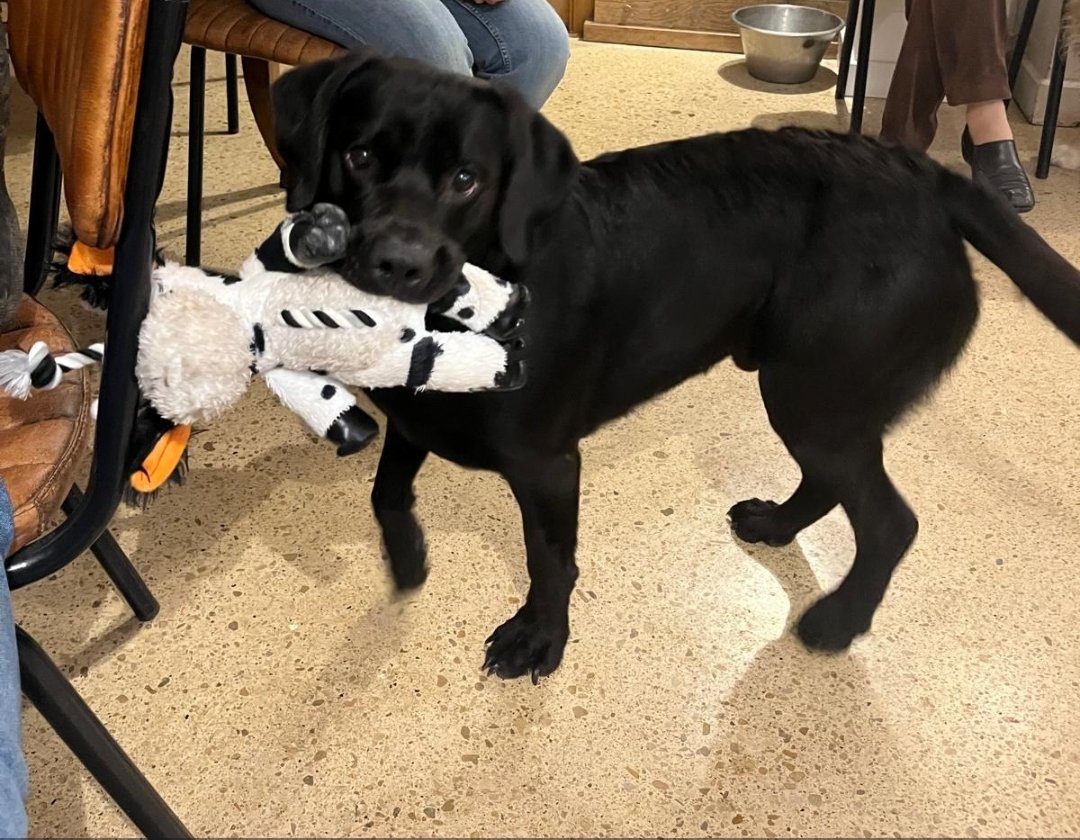 To mark #NationalPetDay, let us introduce you to Billee, one of the RDP office pets. No workday is complete without a tail wag, and he never fails to keep us entertained with his boundless energy and all-round cuteness.