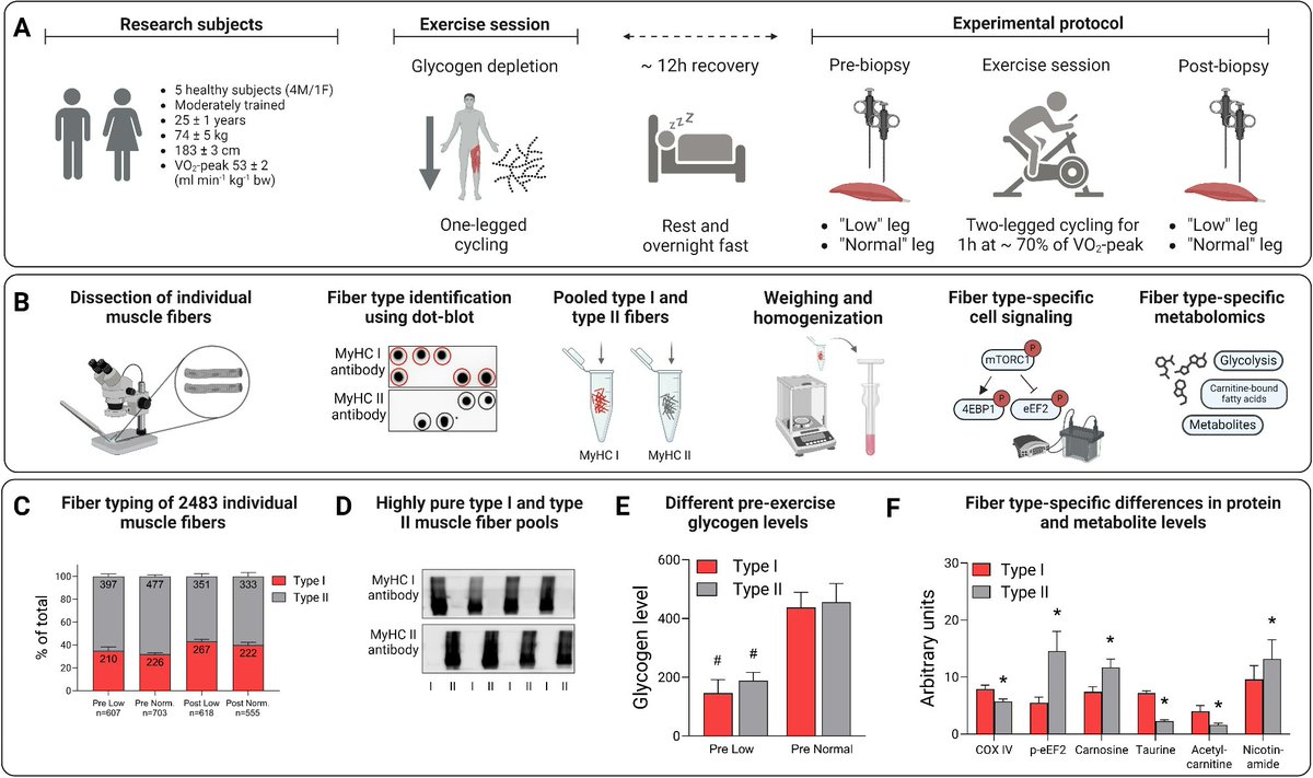 OACellBiology (@oacellbiology) on Twitter photo New featured article in Skeletal Muscle!
<a href="/gihsweden/">gihsweden</a> <a href="/HorwathOscar/">Oscar Horwath, PhD</a> @Ruaslab <a href="/MobergPhD/">Marcus Moberg, PhD</a> <a href="/SebastianEdman/">Sebastian Edman</a>
doi.org/10.1186/s13395… New featured article in Skeletal Muscle!
<a href="/gihsweden/">gihsweden</a> <a href="/HorwathOscar/">Oscar Horwath, PhD</a> @Ruaslab <a href="/MobergPhD/">Marcus Moberg, PhD</a> <a href="/SebastianEdman/">Sebastian Edman</a>
doi.org/10.1186/s13395…