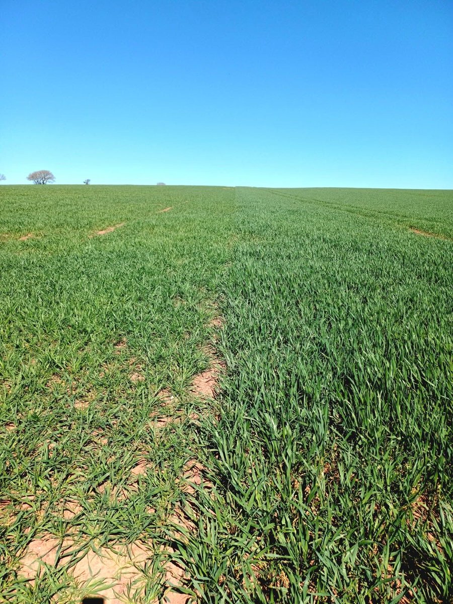 Nickerson Seeds UK tweet media