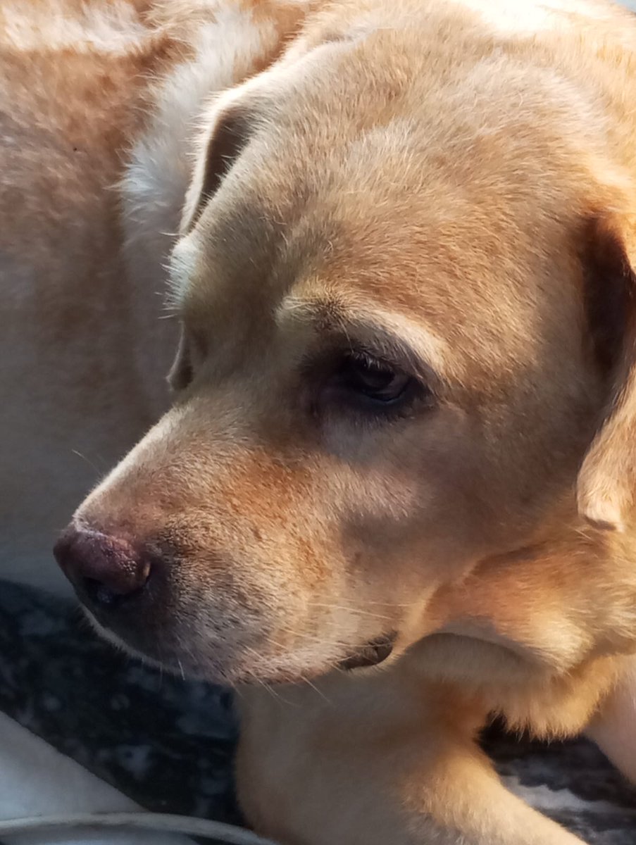 Pearl and Dumru!

#labrador #dogs #Pets