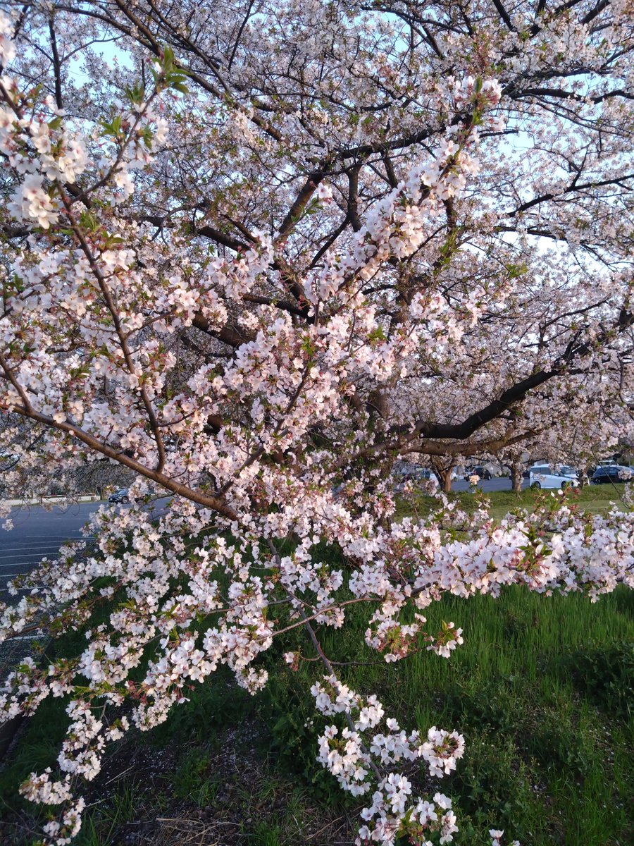 yoshiki4567's tweet photo. やっぱ桜は綺麗だね https://t.co/p3tPE1r5q2