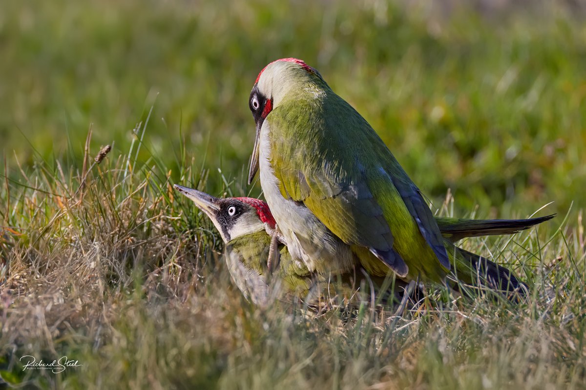 Richard Steel tweet media