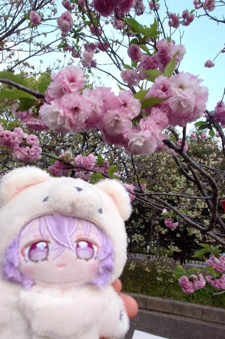 桜の通り抜け行ってきた!満開のもあったりまだ咲いてないのもあったり色々見れて面白かったです